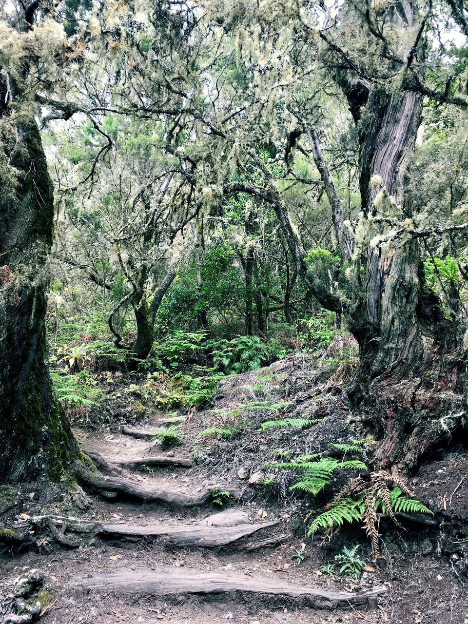 VIEW OF TREES IN FOREST