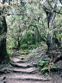 Trees growing in forest