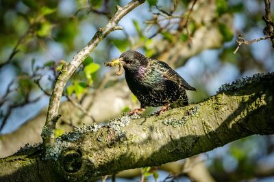 Low angle view of a starling perching on branch