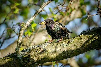 Low angle view of a bird perching on branch