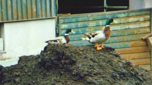 Bird perching on wall