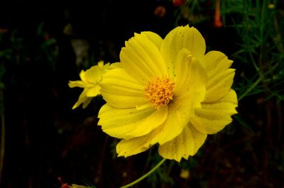 Close-up of yellow flower blooming outdoors