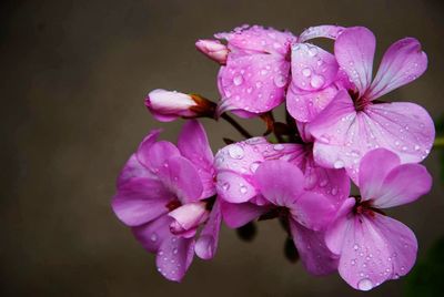 Close-up of water drops on pink flower