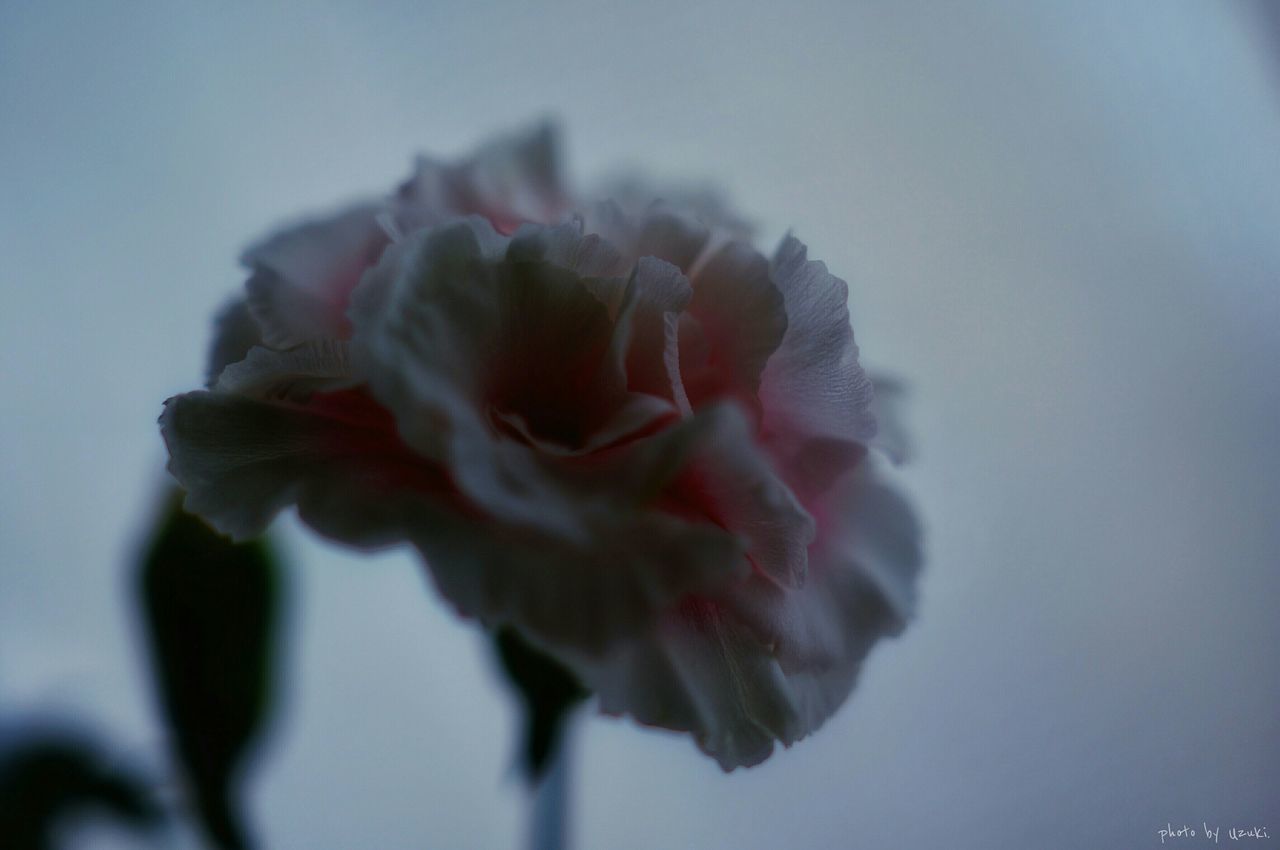 CLOSE-UP OF PINK FLOWERS BLOOMING OUTDOORS