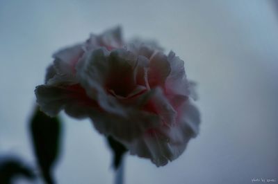 Close-up of pink flowers blooming outdoors