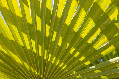 Full frame shot of palm leaf