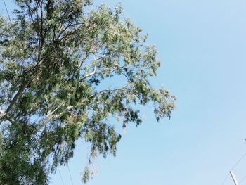 Low angle view of tree against clear sky