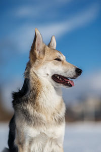 Close-up of a dog looking away