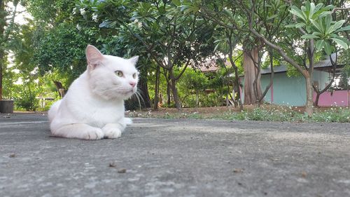 Portrait of white cat sitting on tree
