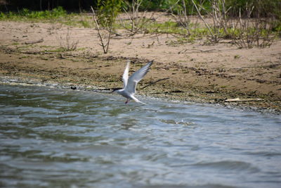 View of bird flying over water