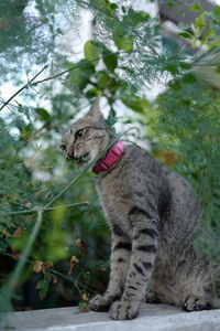 Cat sitting on a tree