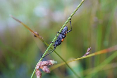 Close-up of insect on plant