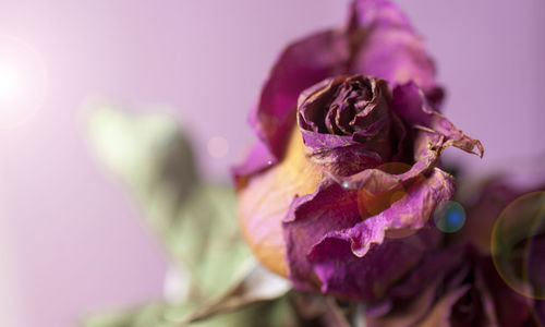 Close-up of wilted pink rose