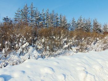 Trees against sky during winter