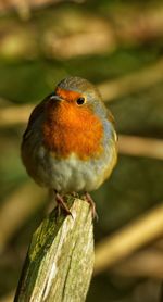 Close-up of bird perching on plant