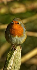 Close-up of robin  perching on fence