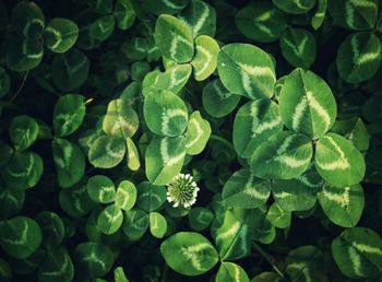 Full frame shot of plants