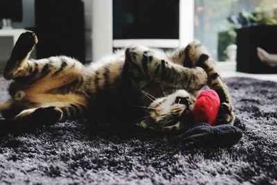 Close-up of cat lying down on floor at home