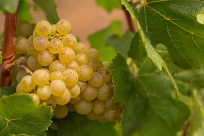 Close-up of grapes growing in vineyard