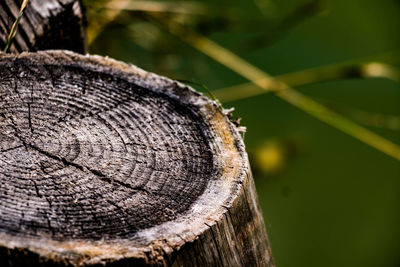 Close-up of tree stump