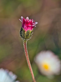 Close-up of pink flower
