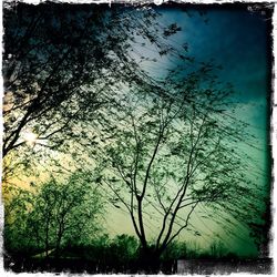 Bare trees against sky