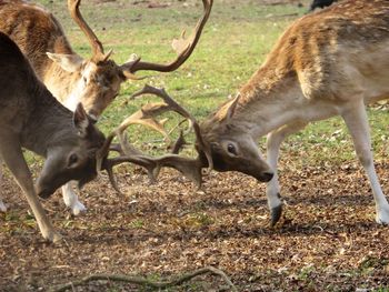 Three stags with antlers, bowing down heads, fighting