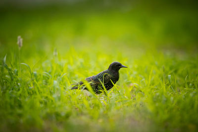 Side view of a bird on land