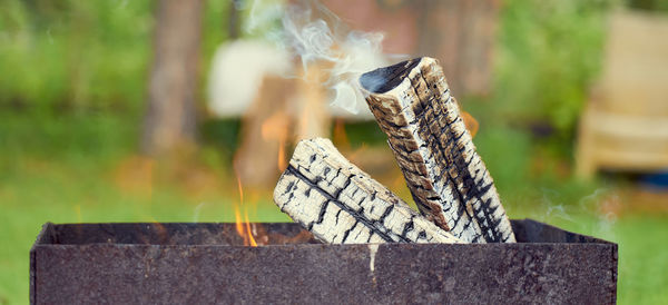 Close-up of tree stump