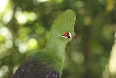 Close-up of bird on tree