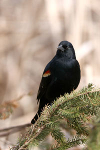 Close-up of bird perching on a tree