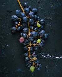 High angle view of grapes growing in vineyard