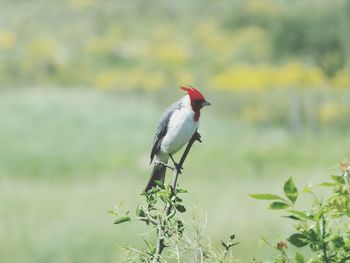 Close-up of bird perching on plant