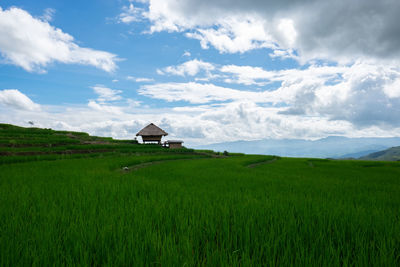 Scenic view of agricultural field against sky