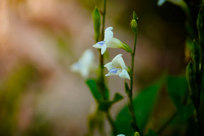 Close-up of white flowering plant