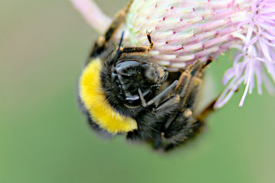 Close-up of bee pollinating on flower