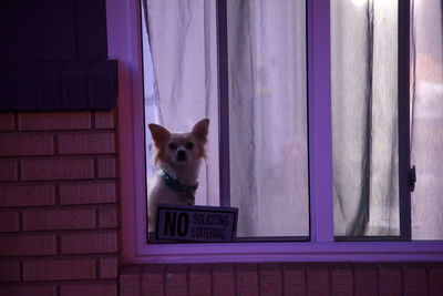 Portrait of dog on window