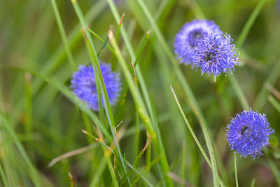 Close-up of purple flowering plants on field