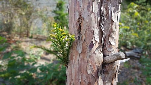 Close-up of tree trunk