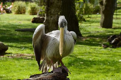 Close-up of bird perching on a tree