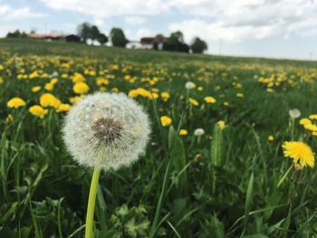 Close-up of yellow dandelion flowers on field