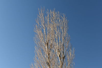 Low angle view of tree against clear blue sky