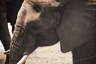 Close-up of elephant