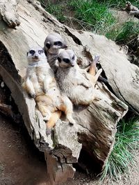 Close-up of sheep in zoo