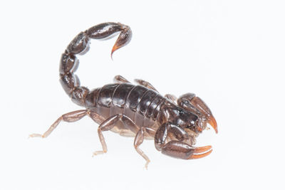 scorpion