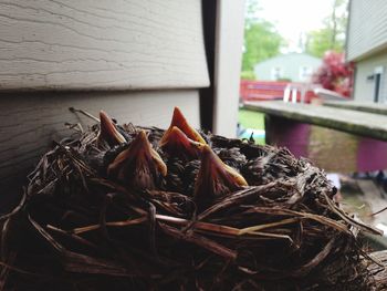 Close-up of dry leaf on window of house