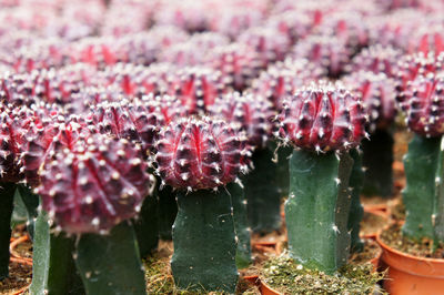 Close-up of cactus growing on field