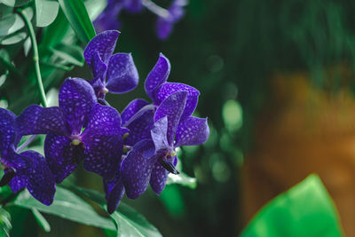 Close-up of purple flowering plant