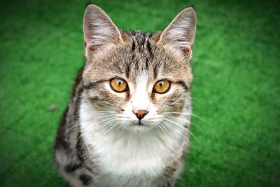 Close-up portrait of cat
