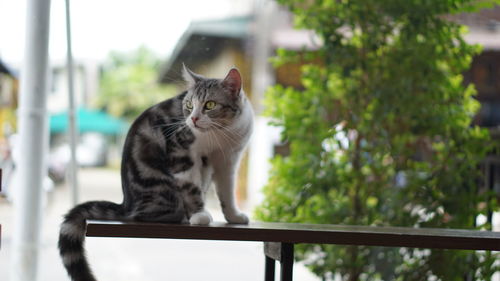 Cat sitting on railing